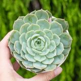  Sen ngọc bích cỡ vừa 9-11cm (chậu nhựa) 