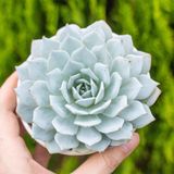  Sen đá ngọc trinh cỡ vừa 9-11cm (chậu nhựa) 