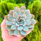  Sen đá viền đỏ cỡ vừa  9-11cm (chậu nhựa) 