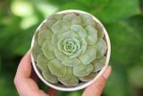  Sen ngọc bích cỡ vừa 9-11cm (chậu nhựa) 