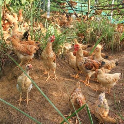 Ga Ri Mối Xom Sặc Bac Tom