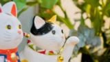  Mèo may mắn Nhật Bản 