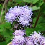 Cỏ Ngũ Sắc - Ageratum Grass