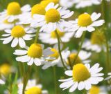 Tinh Dầu Cúc La Mã - Roman Chamomile Essential Oil - Hoa Thơm Cỏ Lạ