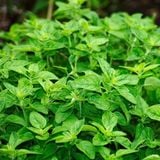 Tinh Dầu Kinh Giới Cay - Oregano Essential Oil - Hoa Thơm Cỏ Lạ