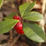 Tinh Dầu Lộc Đề Xanh - Wintergreen Essential Oil - Hoa Thơm Cỏ Lạ