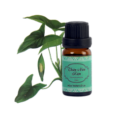 Tinh Dầu Thiên Niên Kiện - Homalomena Essential Oil