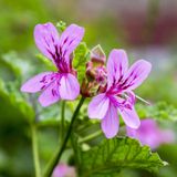 Tinh Dầu Phong Lữ - Geranium Essential Oil - Hoa Thơm Cỏ Lạ