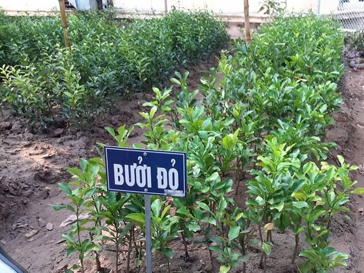 Cây Giống Bưởi Đỏ tại Học Viện Nông Nghiệp Hà Nội - Trung ...