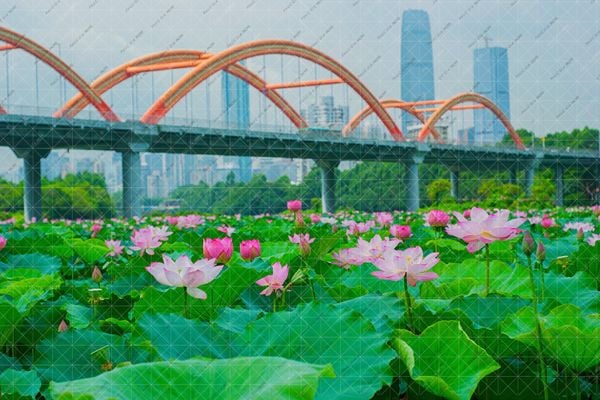  Phông Sen - S12 ( BK357) 