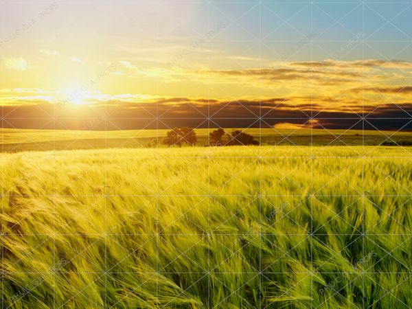  Phông 5D Chụp Hình Sinh Nhật - CK11 