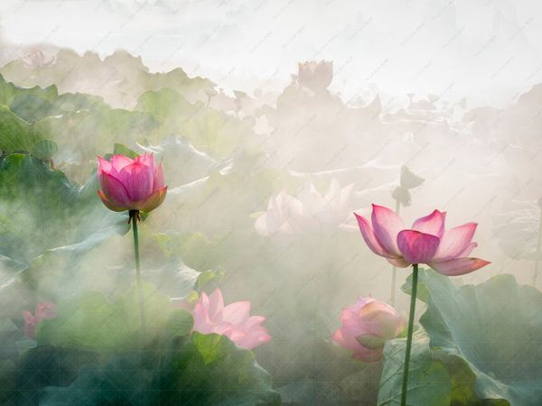 phông nền 3d Sen04