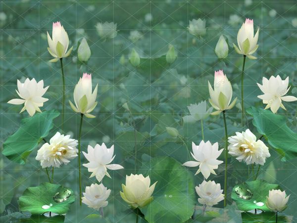 Phông Chụp Ảnh - Sen Trắng