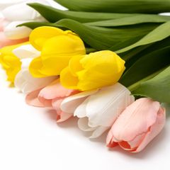 Hoa Giả Trang Trí Hoa Tulip Cao Cấp