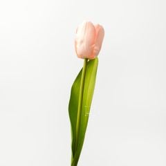 Hoa Giả Trang Trí Hoa Tulip Cao Cấp