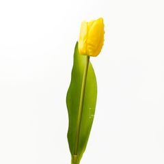 Hoa Giả Trang Trí Hoa Tulip Cao Cấp
