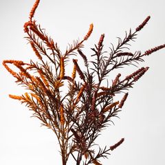 Hoa Lụa Giả Trang Trí Cành Hoa Setaria