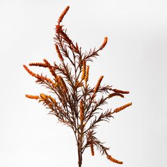 Hoa Lụa Giả Trang Trí Cành Hoa Setaria