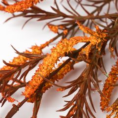 Hoa Lụa Giả Trang Trí Cành Hoa Setaria