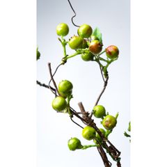 Cành Cây Trang Trí Quả Berry