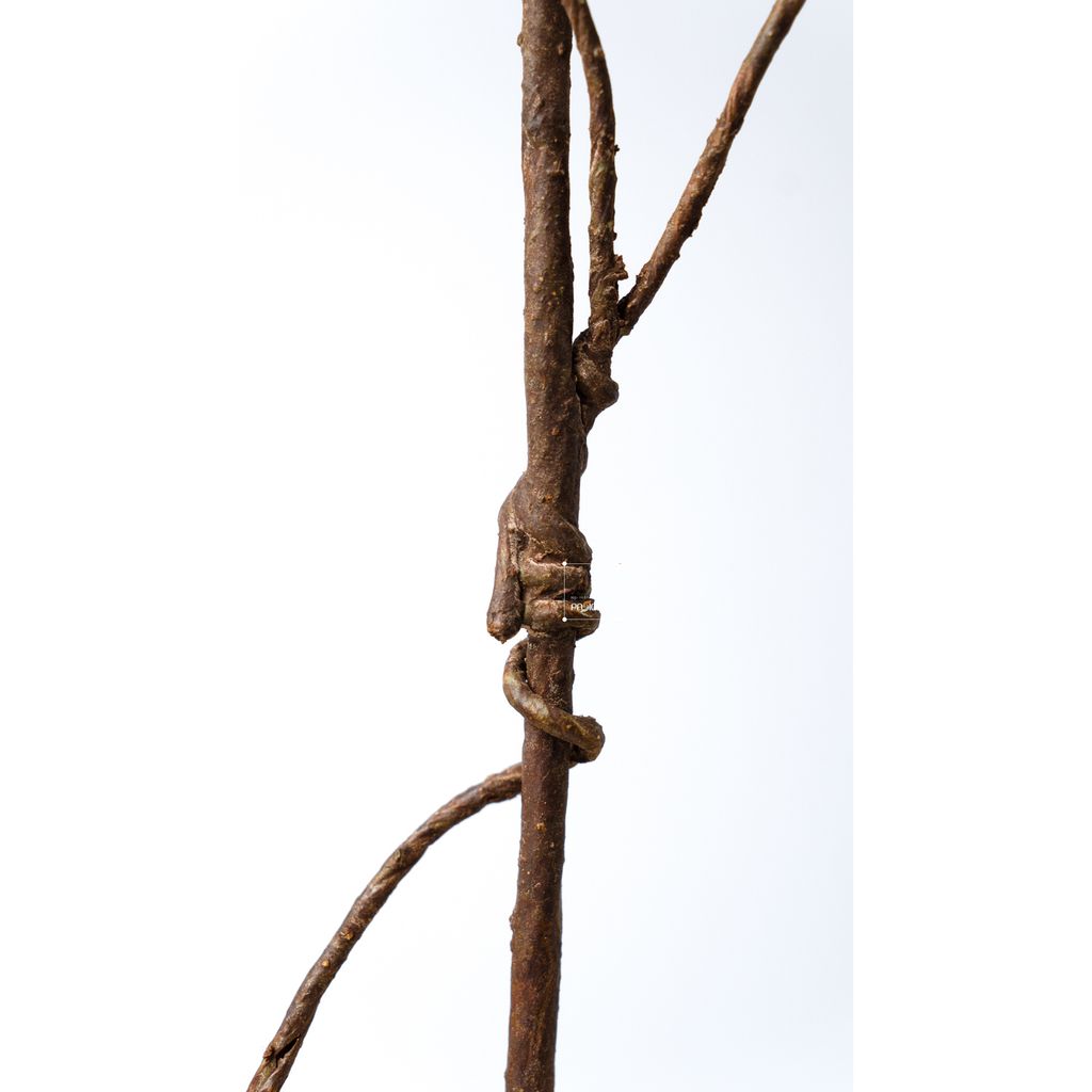 Cành Cây Trang Trí Quả Berry