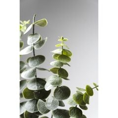 Nhành Cây Bạch Đàn Làm Đạo Cụ Trang Trí