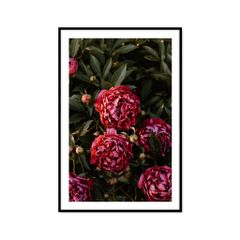 Tranh Thực Vật Passion FR1470