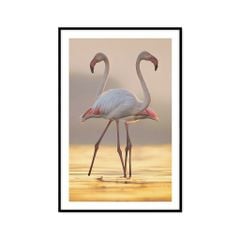 Tranh Động Vật Passion FR1399