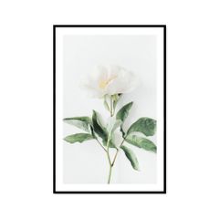 Tranh Thực Vật Passion FR1087