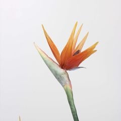 Hoa Lụa Giả Decor Hoa Chim Thiên Đường