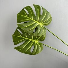 Lá Rùa Xanh Decor