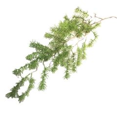 Cành Thông Kim Treo Tường Decor