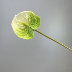 Hoa Môn Giả Anthurium Cành Đơn In 3D Decor Sang Trọng
