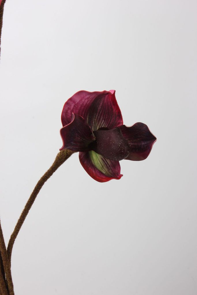 Cành Hoa Lan Lép Paphiopedilum EVA Mềm Mại Cao Cấp