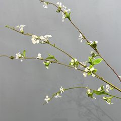 Hoa Tuyết Liễu Trắng Trang Trí Không Gian Nhẹ Nhàng