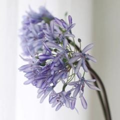 Hoa Lụa Giả Decor Mô Hình Hoa Súng Châu Phi Sang Trọng