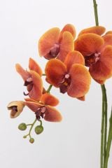Hoa Lan Nữ Hoàng Phalaenopsis 7 Cành