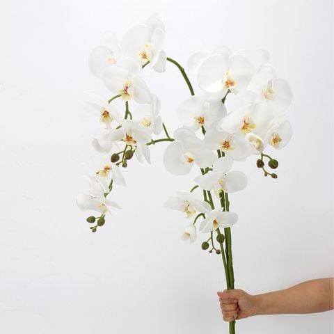 Hoa Lan Nữ Hoàng Phalaenopsis 7 Cành