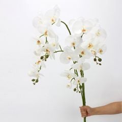 Hoa Lan Nữ Hoàng Phalaenopsis 7 Cành
