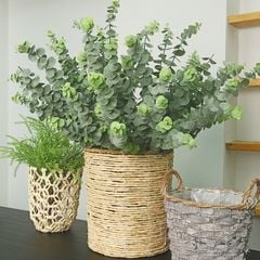 Nhành Cây Bạch Đàn Làm Đạo Cụ Trang Trí