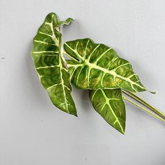 Cành Lá Polly Xanh Đen Cắm Hoa Làm Tiểu Cảnh Decor