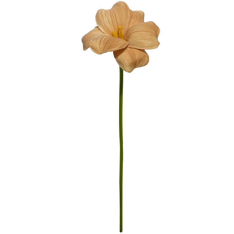 Hoa Tulip Không Lá Nở Rộ Tông Dark Coffee