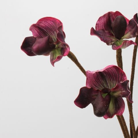 Cành Hoa Lan Lép Paphiopedilum EVA Mềm Mại Cao Cấp