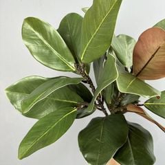 Cành Lá Mộc Lan Decor Không Gian