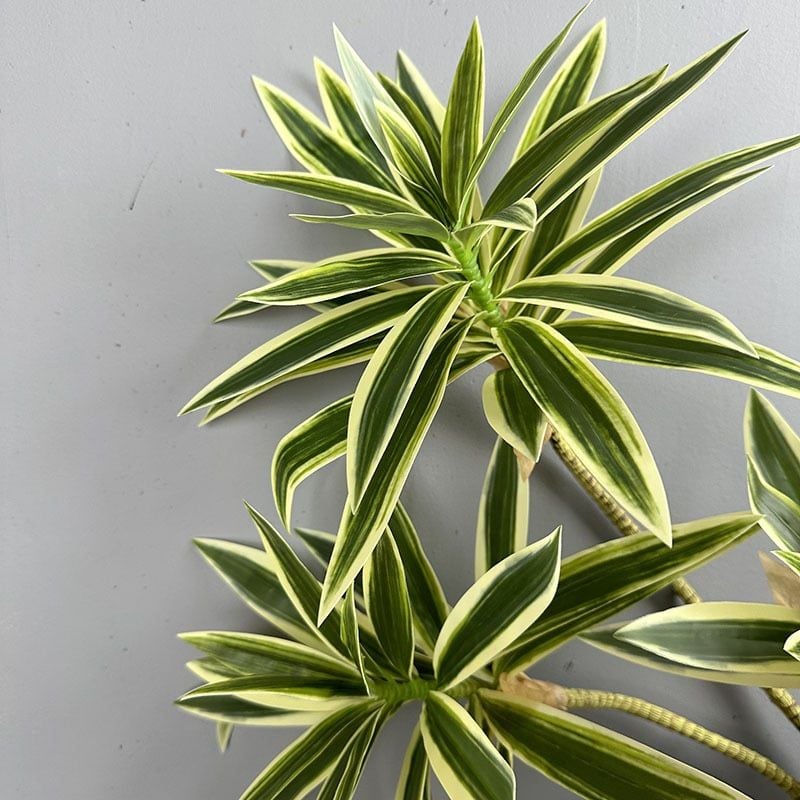 Cành Măng Tây Tre Keo Mềm Decor Hiện Đại