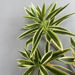 Cành Măng Tây Tre Keo Mềm Decor Hiện Đại