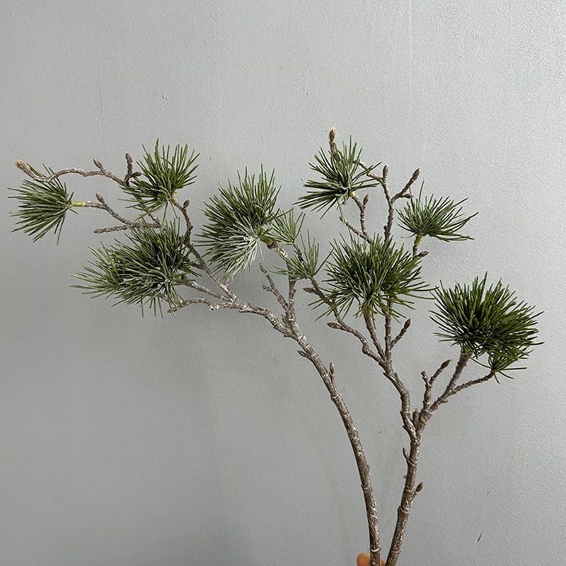 Cành Thông Bách Podocarpus
