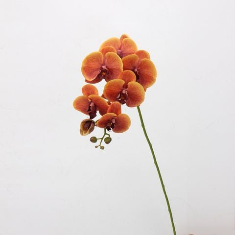 Hoa Lan Nữ Hoàng Phalaenopsis 7 Cành