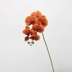 Hoa Lan Nữ Hoàng Phalaenopsis 7 Cành