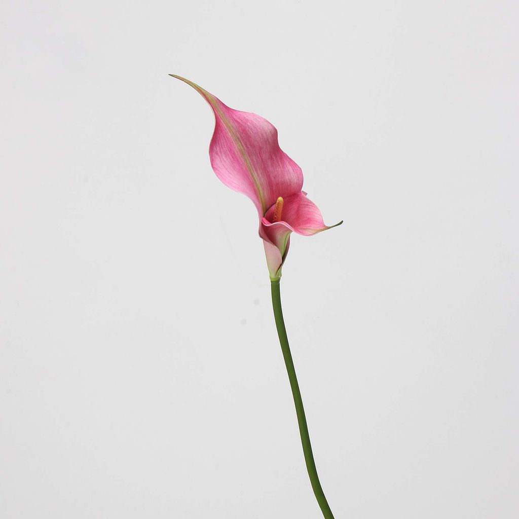 Hoa Giả Decor Hoa Lily EVA Calla Sang Trọng